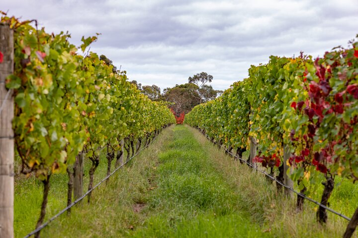 From Melbourne: Hop On Hop Off Mornington Peninsula - Photo 1 of 12