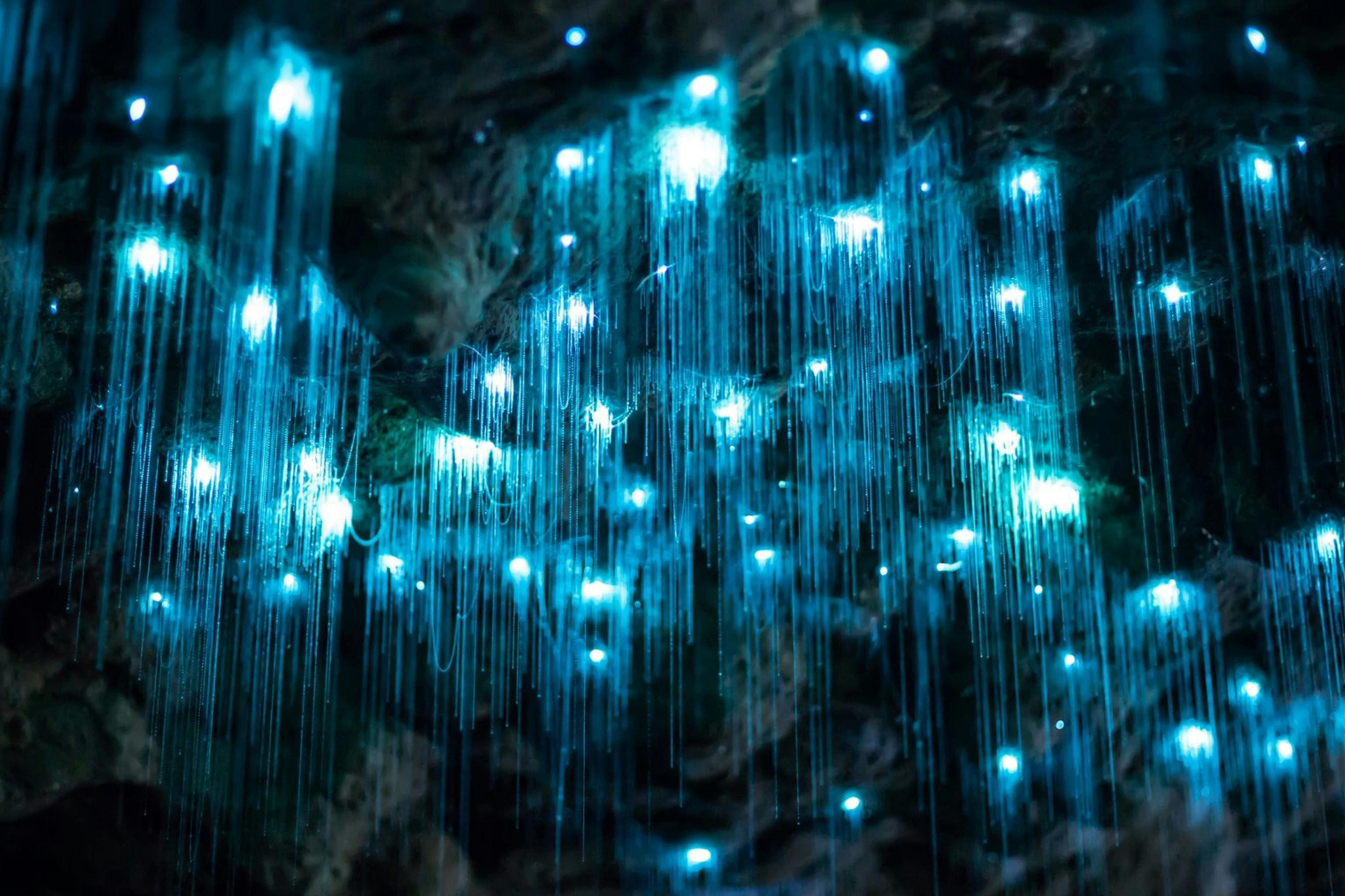 Tamborine Mountain: Hop-on Hop-off Bus Tour + Glow Worm Caves - Photo 1 of 3