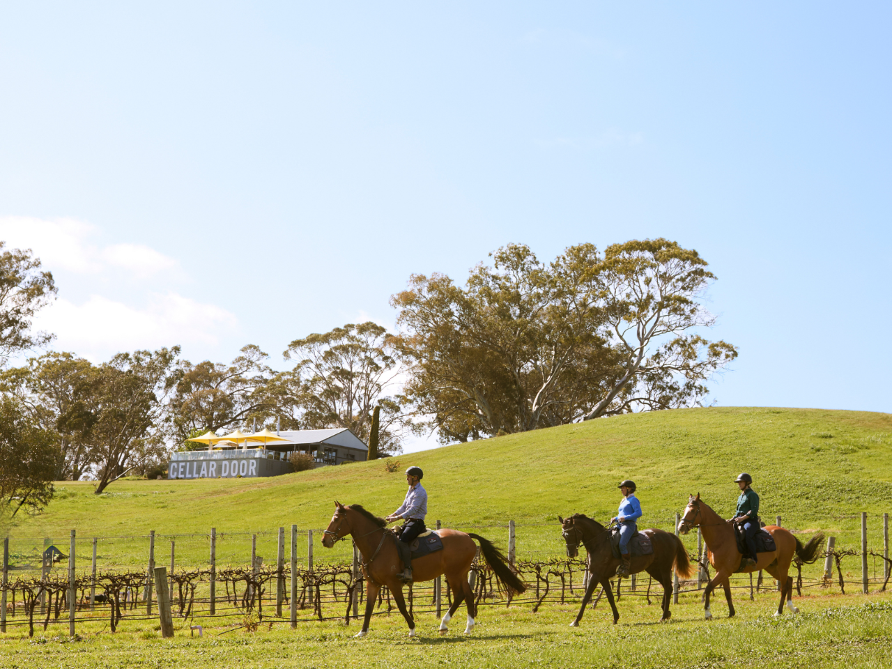 Horse Trail Ride & Tasting at Petaluma (TC) - Photo 1 of 10