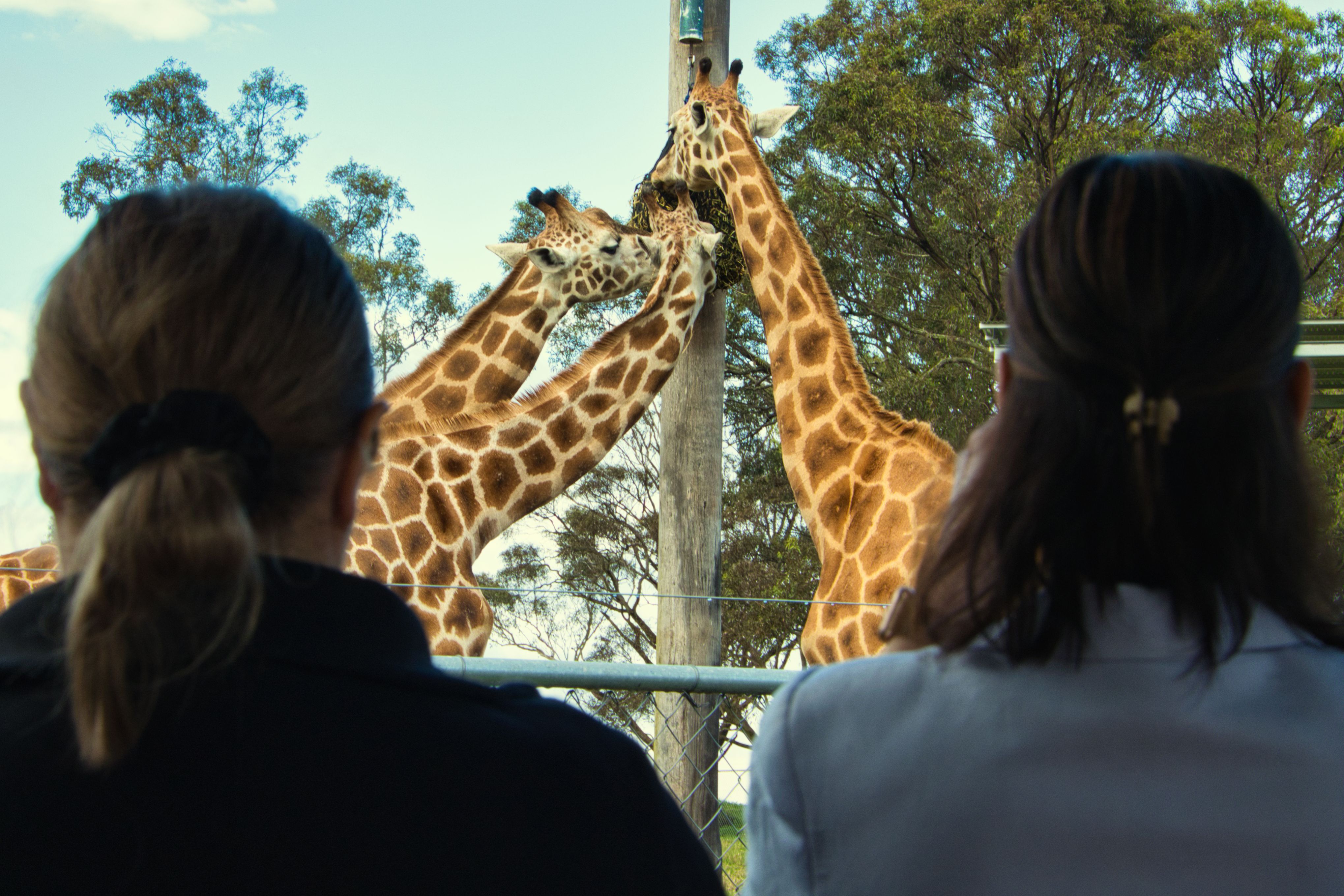 Experience the wonder as giraffes interact up close offering a memorable connection with wildlife in a stunning natural setting at Hunter Valley Wildlife Park.