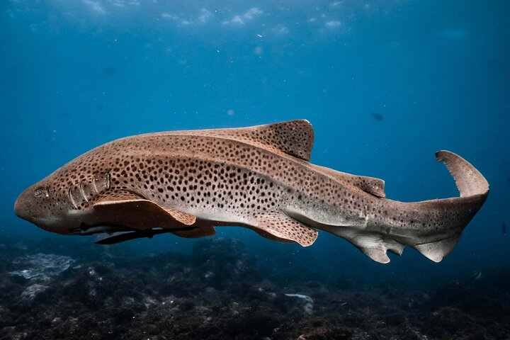 Julian Rocks: Premier Snorkeling Tour Byron Bay - Photo 1 of 25