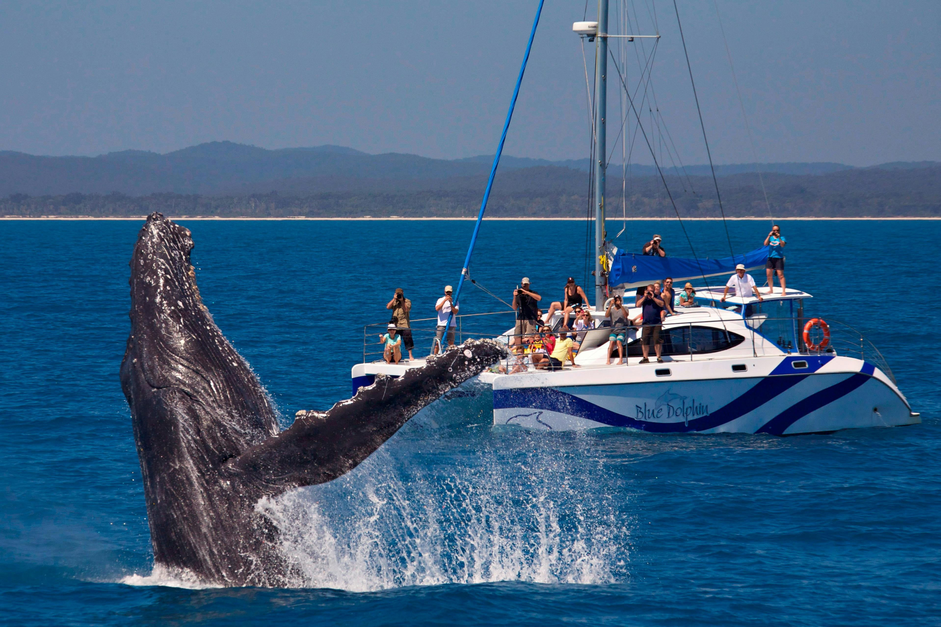K'gari: Guided Whale Watching Tour from Hervey Bay + Lunch + Hotel Transfers - Photo 1 of 8