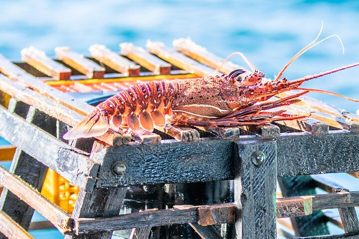 Kalbarri Rock Lobster Tours - Photo 1 of 24