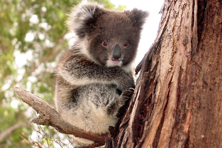 Baby koala resting