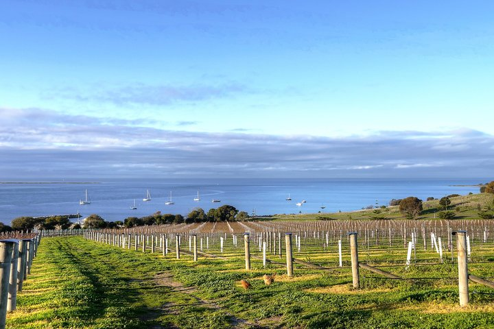 Vineyard overlooking the bay