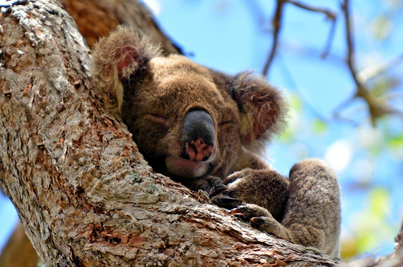 Kangaroos, Koalas and Tamborine Mountain Views - Photo 1 of 10