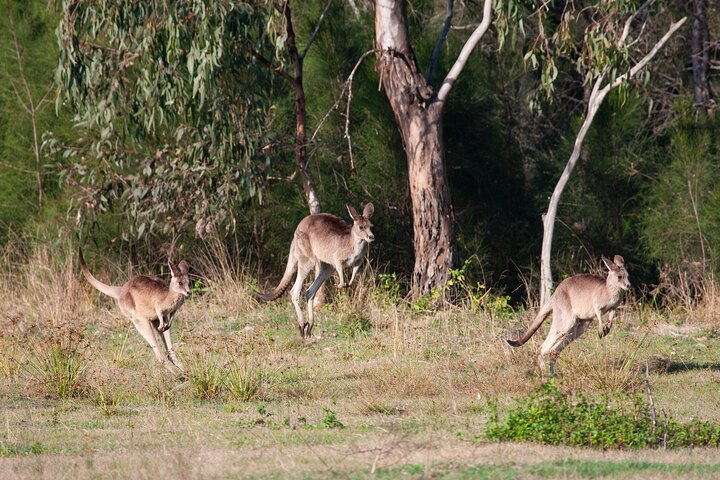 Experience the charm of Brisbane's unique wildlife as kangaroos leap through lush landscapes inviting travelers to explore the natural wonders of mangroves birds and tranquil waters.