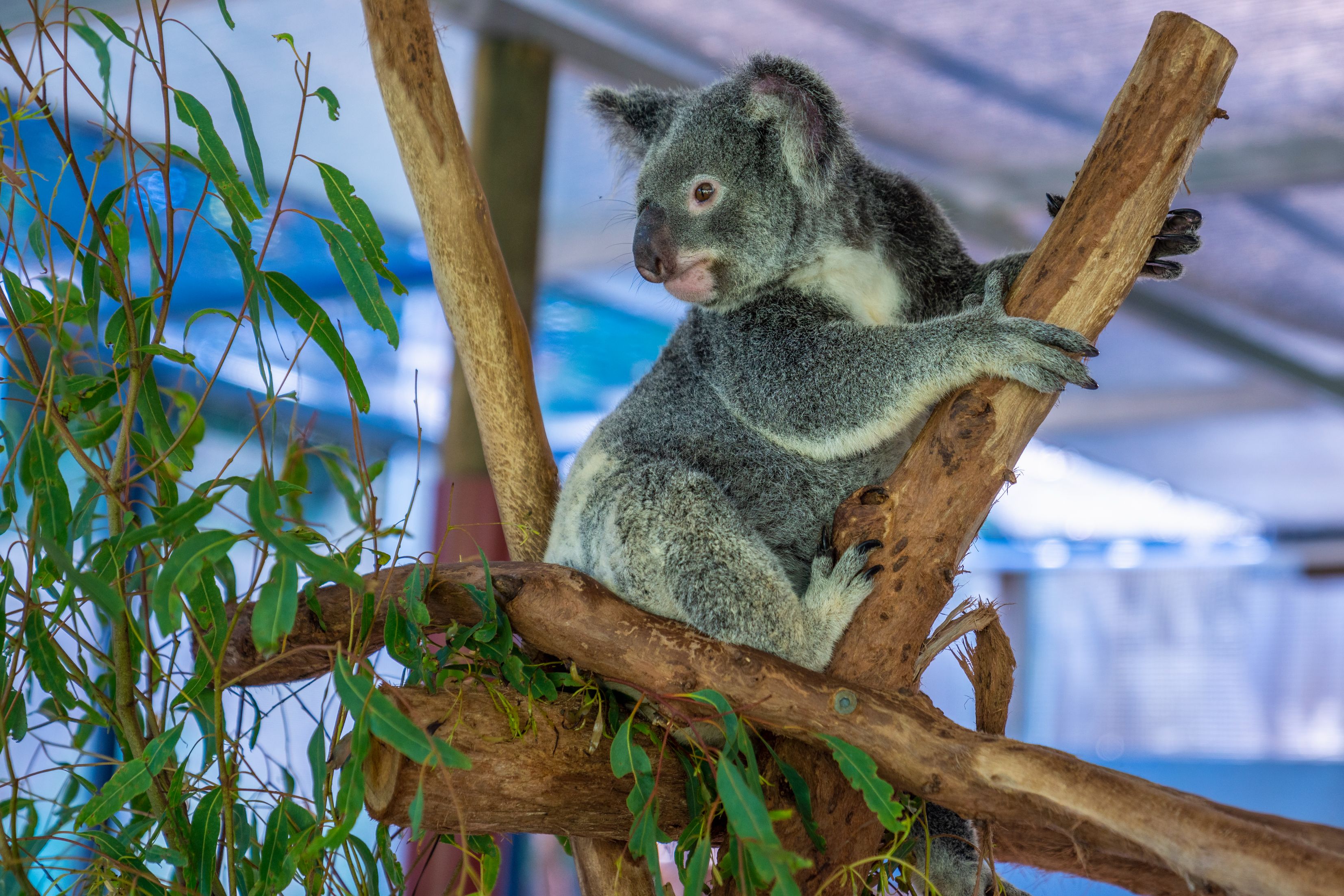 Start your day with a delightful breakfast while admiring koalas. Enjoy delicious food engage with wildlife and capture unforgettable moments at Hartley's Crocodile Adventures in Cairns.