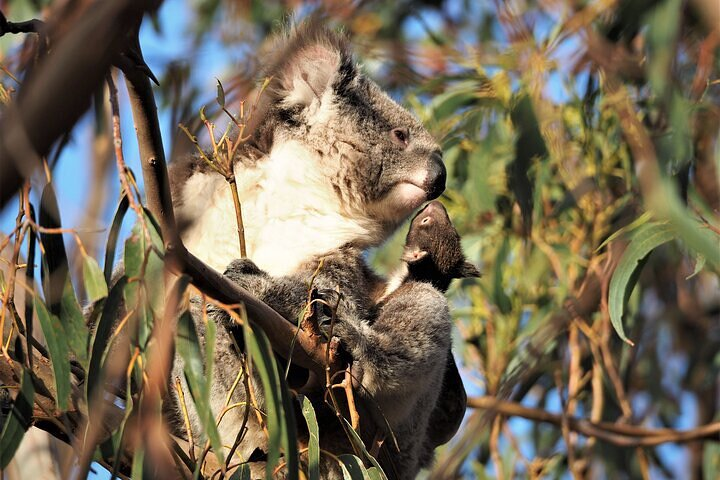 Koala Walking Tour in Kangaroo Island - Photo 1 of 4
