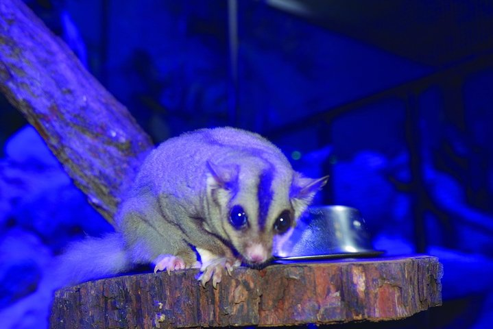 Kuranda Koala Gardens and Birdworld Admission Tickets - Photo 1 of 6