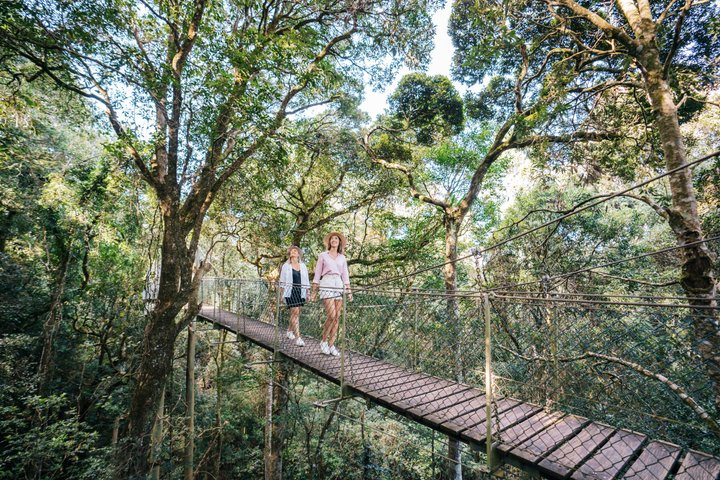 Tree top walk