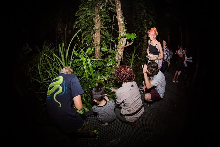 Let's Go Buggin Night Walk on the rainforest boardwalk