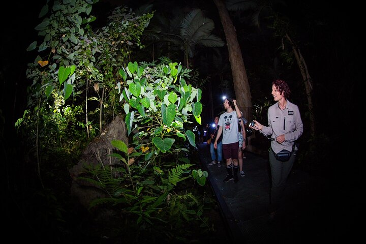 Let's Go Buggin Night Walk on the rainforest boardwalk
