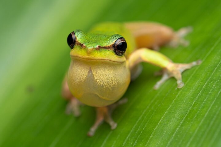 Dwarf Tree Frog