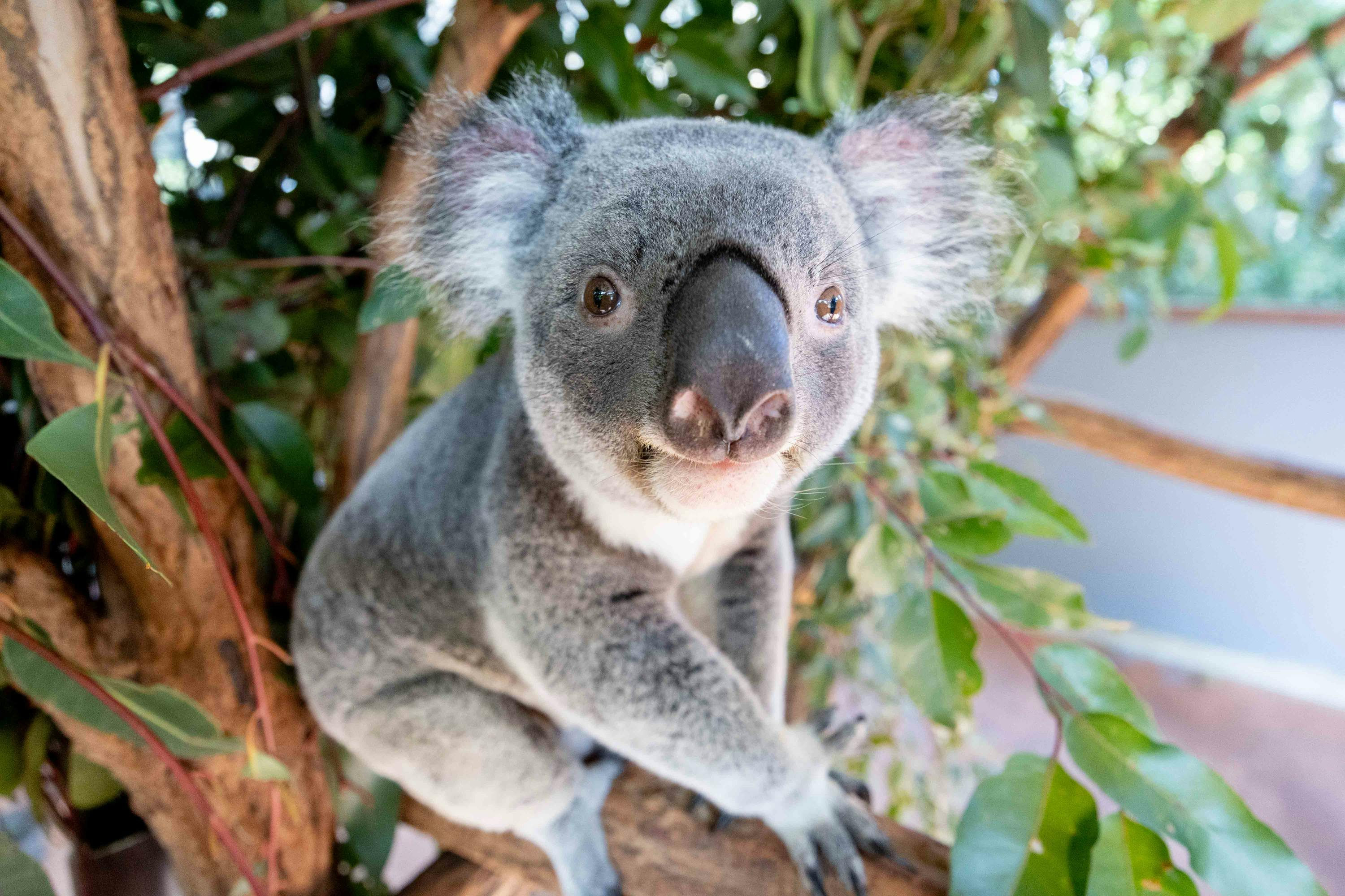 Lone Pine Koala Sanctuary: Entry Ticket - Photo 1 of 9