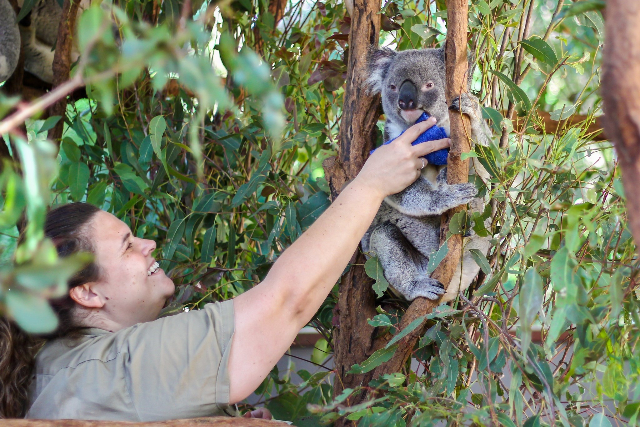 Connect with adorable koalas and experience the joy of wildlife interactions at the world's largest koala sanctuary surrounded by lush scenery and dedicated conservation efforts in Brisbane.