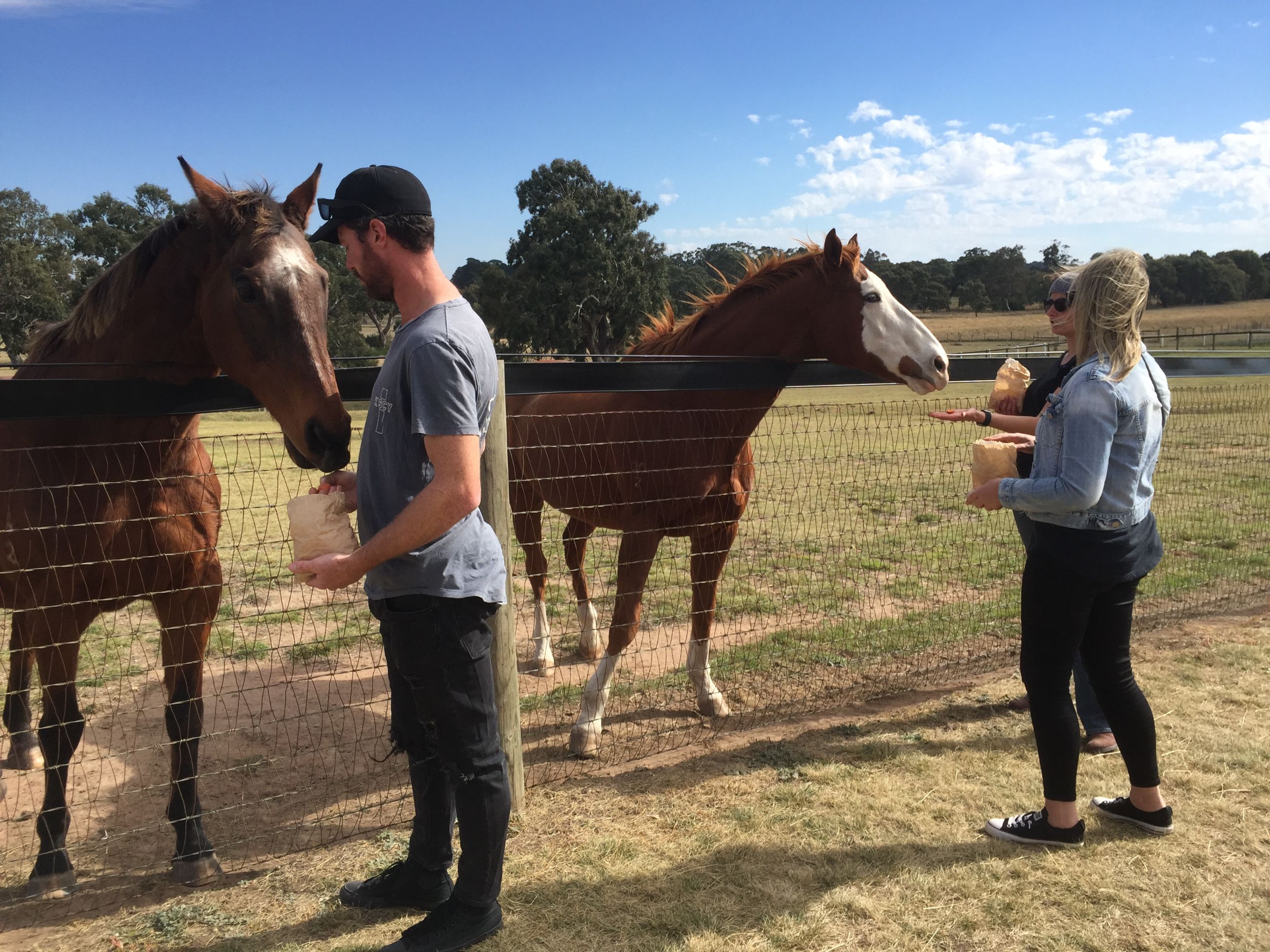 Meet and feed retired racehorses at Living Legends surrounded by picturesque landscapes while enjoying a light lunch at the historic Woodlands homestead. A delightful experience for horse lovers.