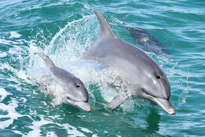 Mandurah Dolphin Cruise & Views Tour - Photo 1 of 12