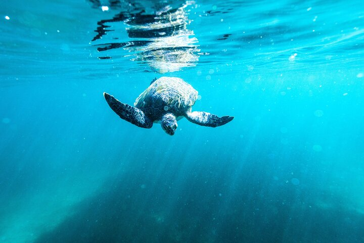 Small Group Manly Snorkel Tour and Nature Walk with Local Guide - Photo 1 of 11