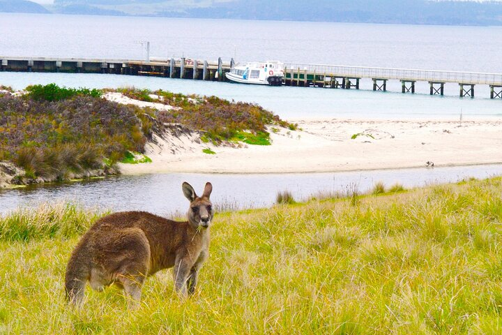 Forester Kangaroos (Eastern Grey) on Maria Island overlooking the beach at Darlington.