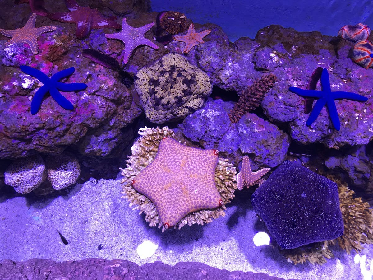 Marine Life Encounter at Cairns Aquarium - Photo 1 of 11