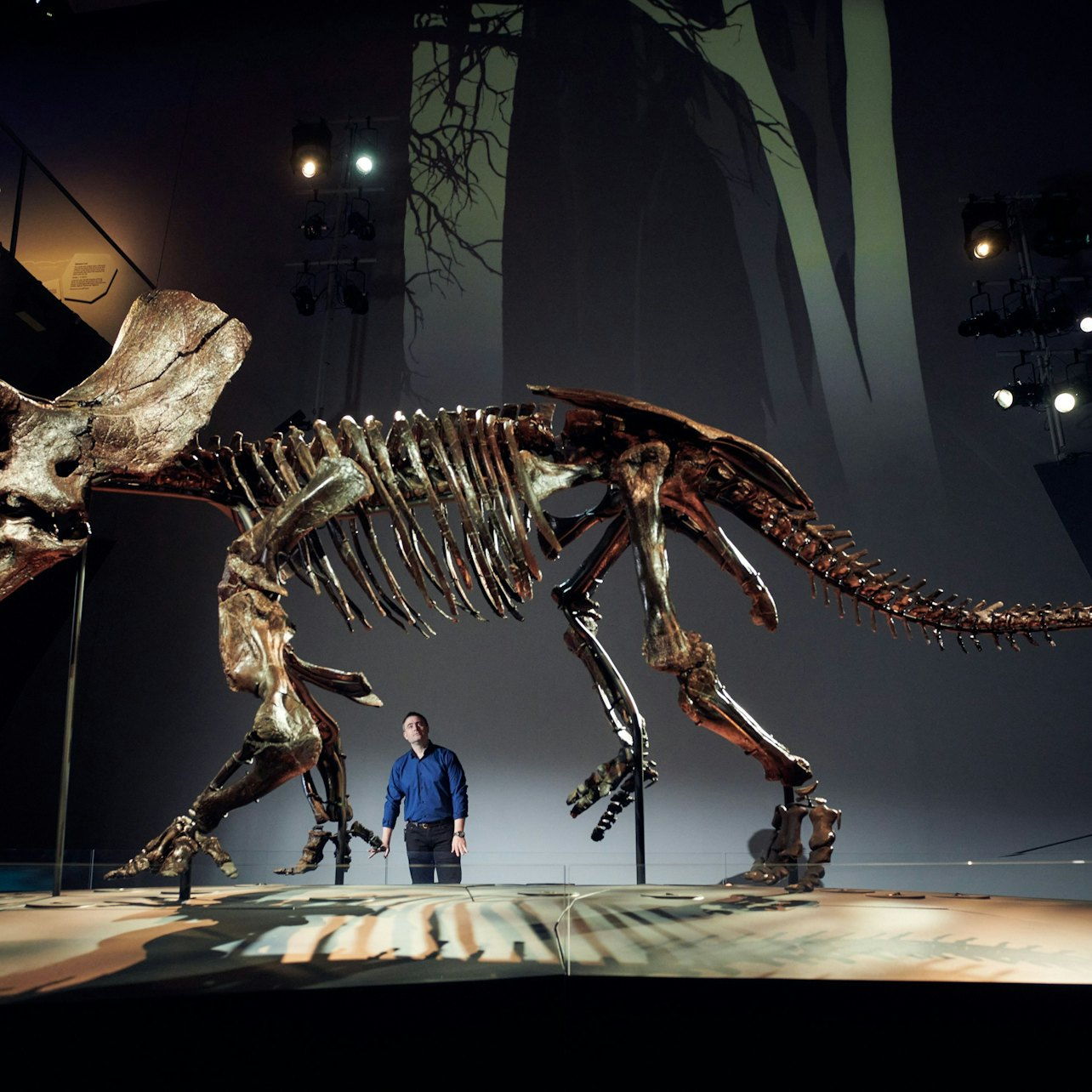 Explore the majestic Triceratops skeleton marvel at detailed exhibits and journey back through 600 million years of history at Melbourne Museum where ancient Earth comes alive.