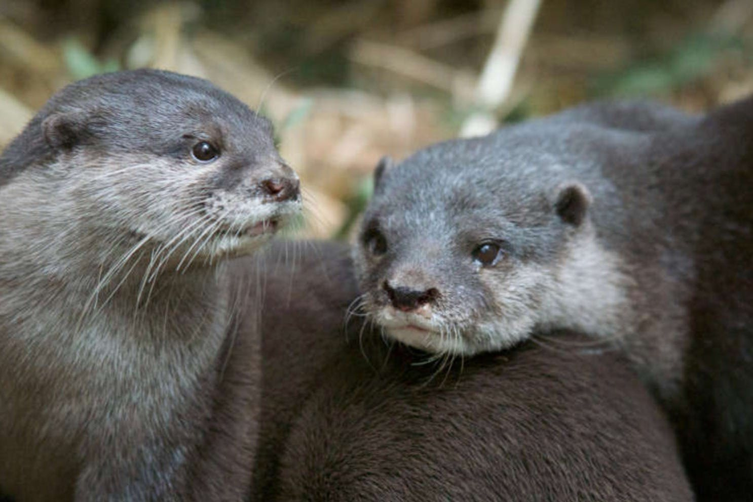 Melbourne Zoo: Entry Ticket - Photo 1 of 5