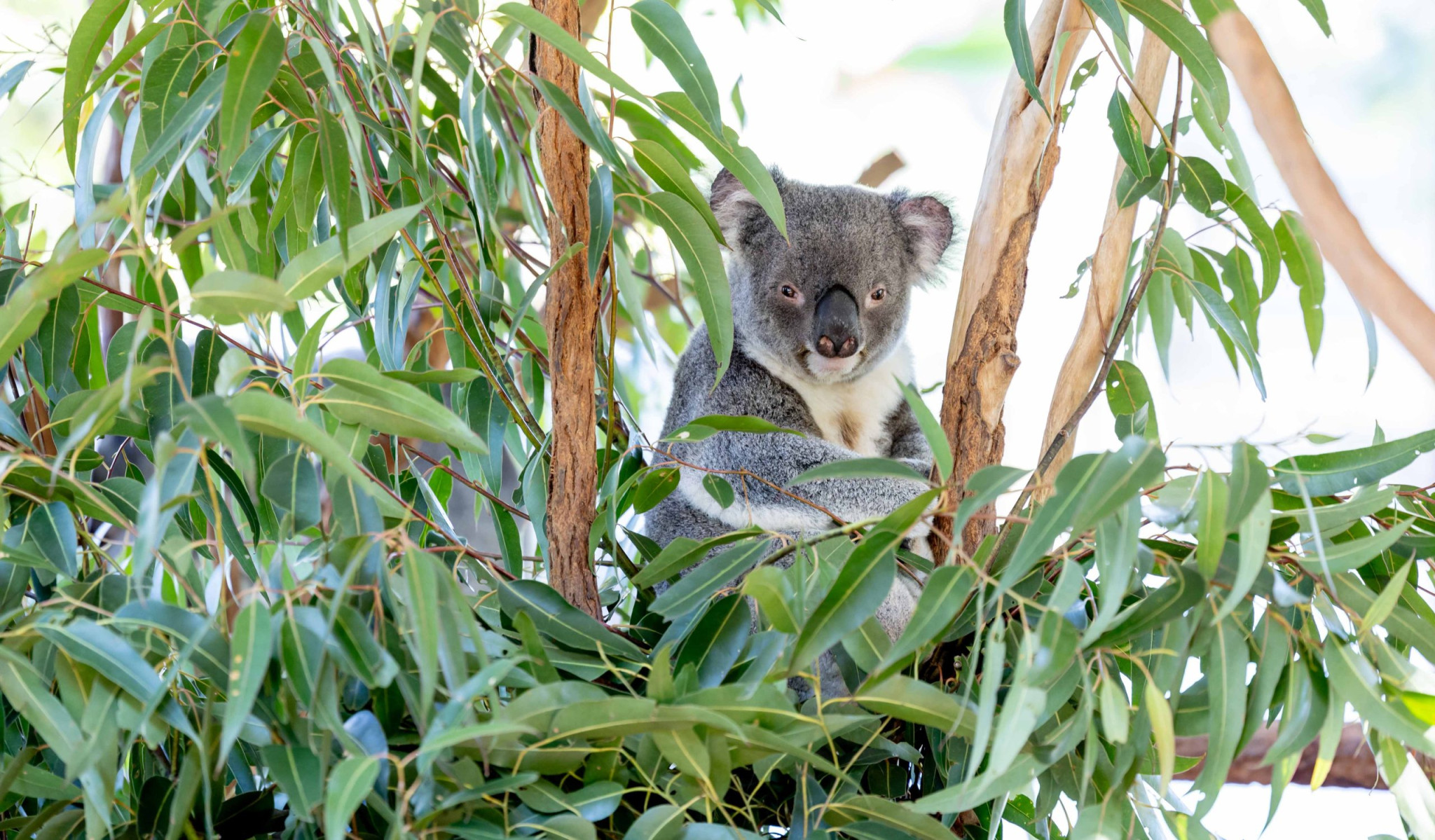미리마 크루즈 – 브리즈번 강 크루즈 및 론파인 코알라 보호구역 방문 - Photo 1 of 12