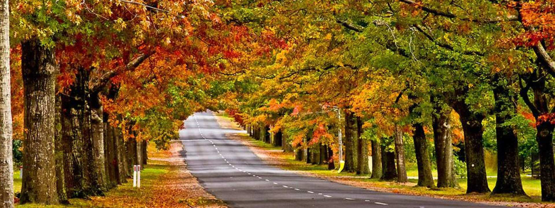 [Melbourne Maple Leaf Day Tour] Macedonian Maple Leaf + Forest Glade Private Garden + Macedonian Memorial Cross - Photo 1 of 4
