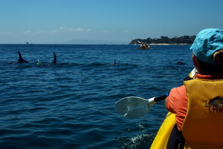 Mornington Peninsula Kayak Coastline Tour of Dolphin Sanctuary - Photo 1 of 10