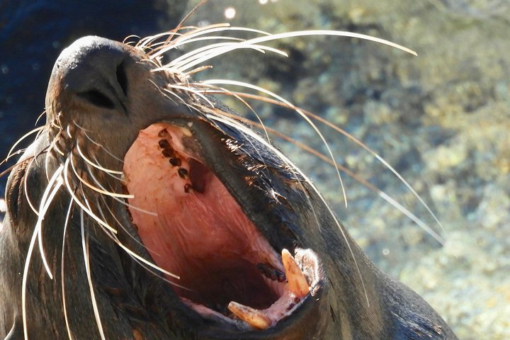 See Fur Seals up close!