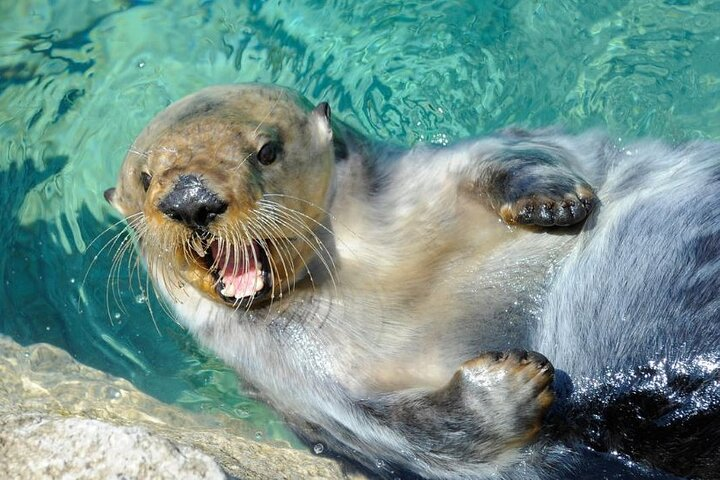 New York Aquarium Admission  - Photo 1 of 8