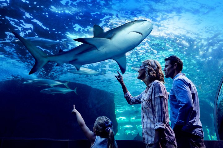 Night at the Aquarium Tour & 2 Course Dinner - Photo 1 of 16