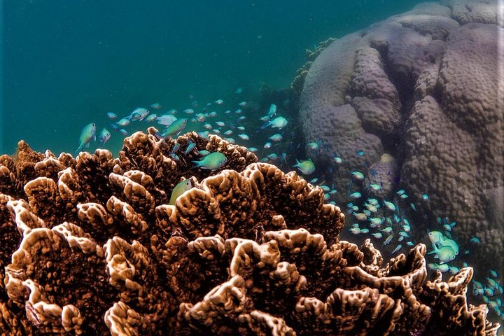 6 hour Ningaloo Reef Snorkel and Wildlife Adventure - Photo 1 of 13