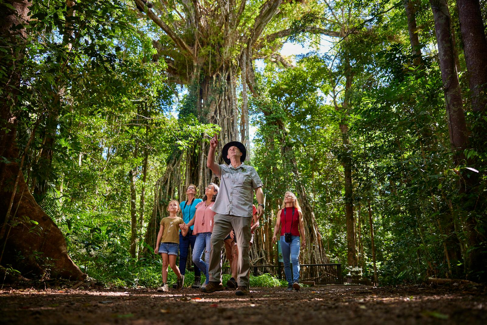 Nocturnal Rainforest & Wildlife Tour from Cairns - Photo 1 of 13
