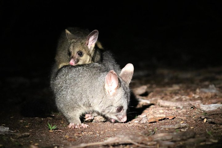 Brushtail possum with joey