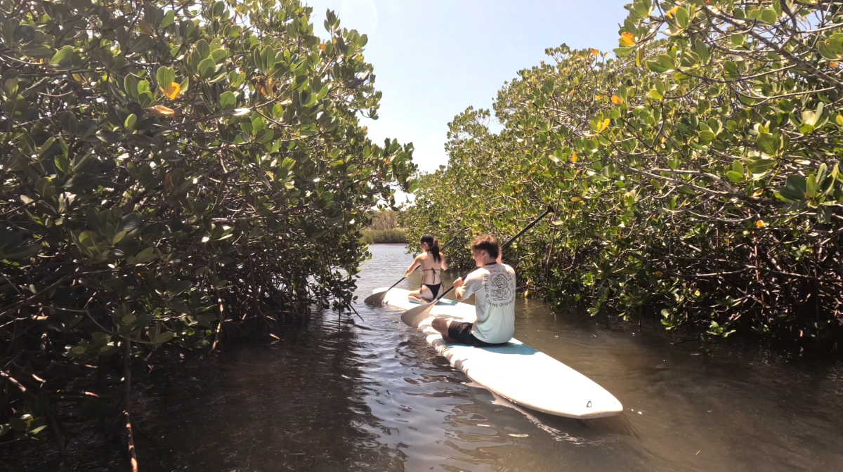Noosa Stand Up Paddle & Mangrove Tunnel Tour - (Fully Guided) - Photo 1 of 13