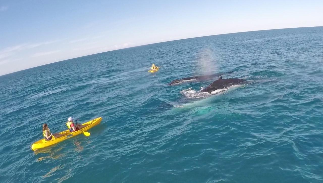 Noosa: Epic Whale Watching On Ocean Kayaks & Beach 4X4 Tour - Photo 1 of 23