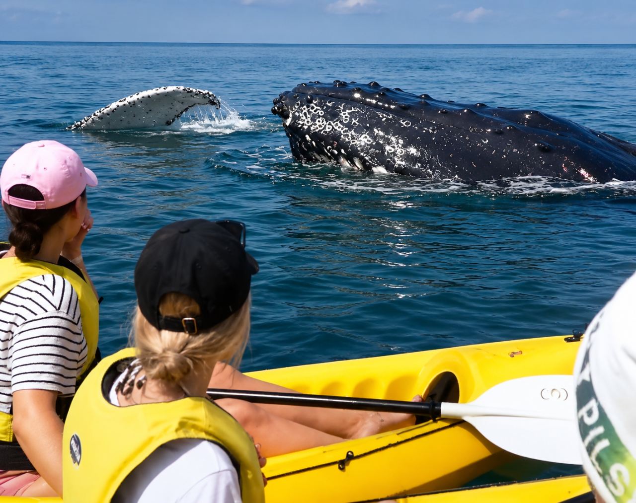 Noosa: Epic Whale Watching On Ocean Kayaks & Beach 4X4 Tour - Photo 1 of 12