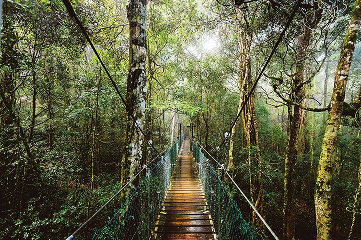O'Reilly's & Lamington National Park from Gold Coast - Photo 1 of 11