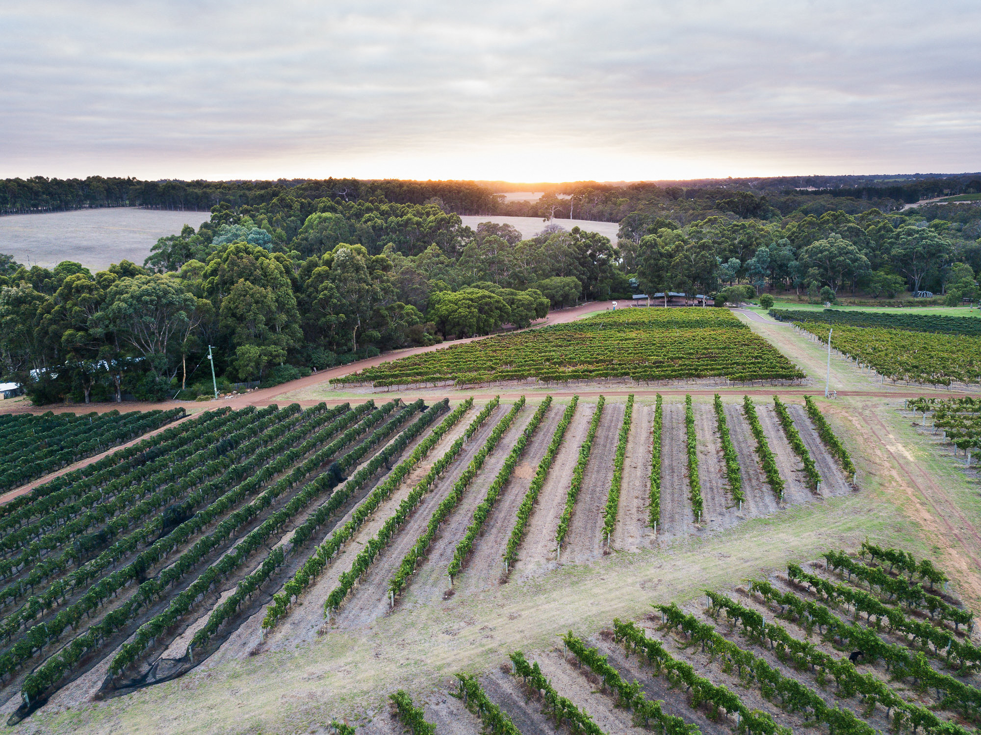 Breathe in the serene beauty of Margaret River's vineyards as the sun sets offering a perfect backdrop for sampling exquisite wines and indulging in gourmet delights. Discover local flavors and craftsmanship.