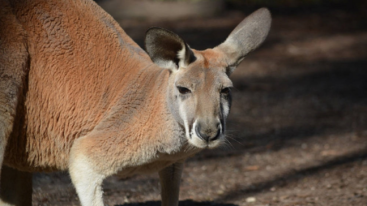 Experience the charm of Australian wildlife at Paradise Country Farm where kangaroos roam freely inviting travelers to connect with nature and enjoy memorable farm experiences in the Gold Coast.