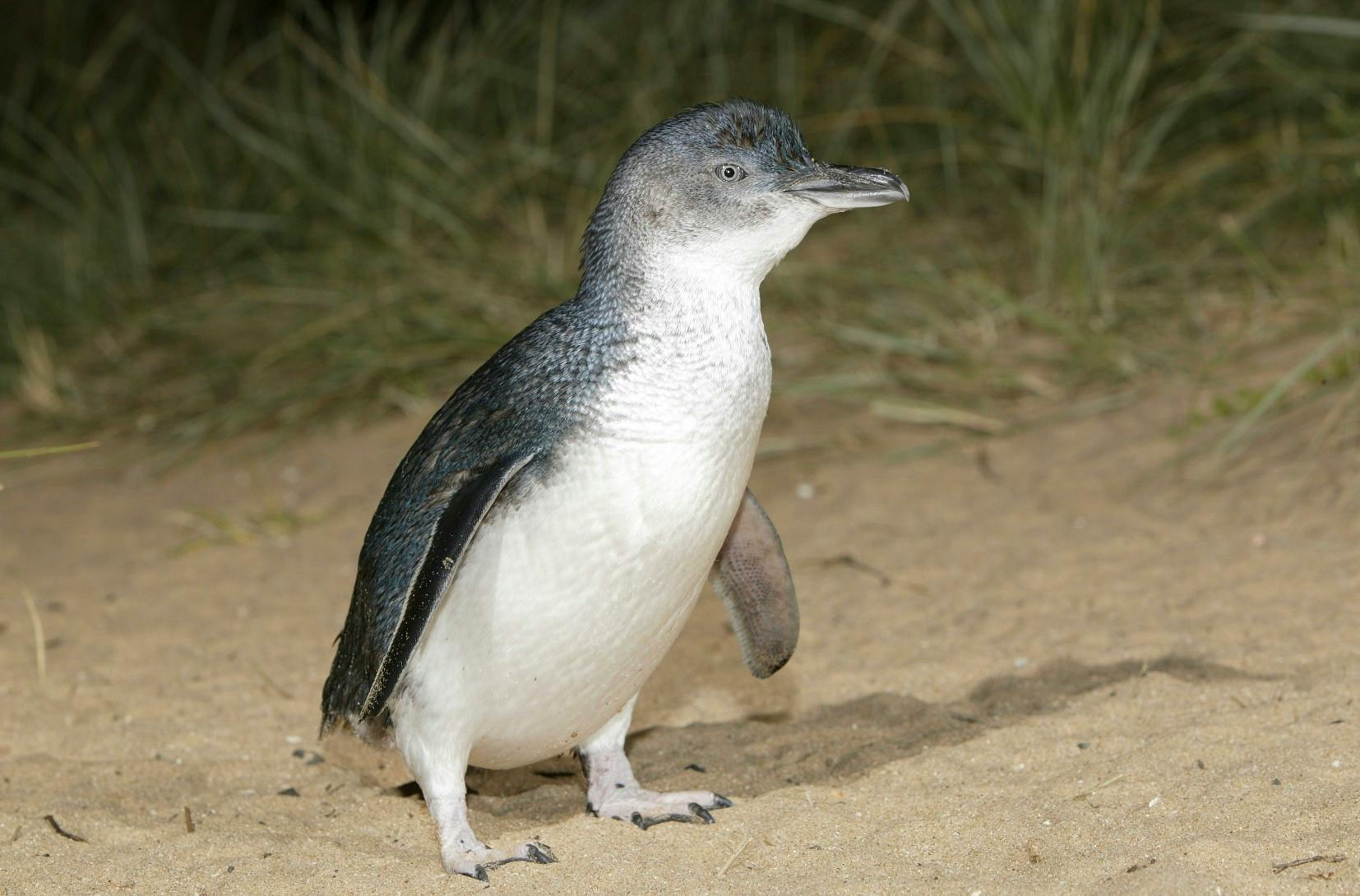 Phillip Island: Penguin Parade - Guided Ranger Tour Ticket - Photo 1 of 10