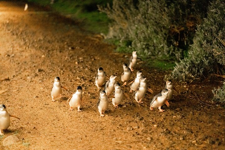 Little Penguins at Phillip Island - the world's smallest penguin species
