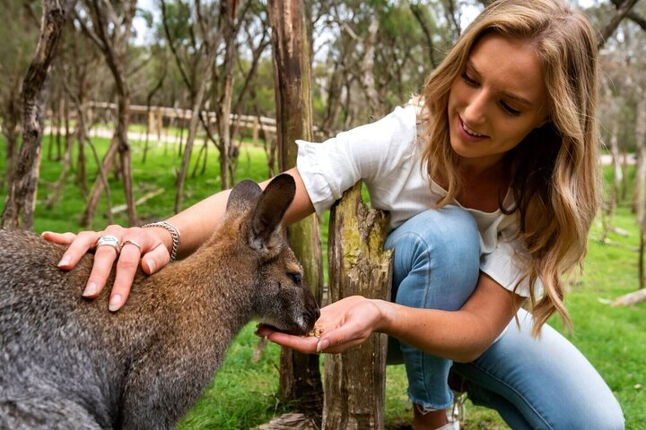 Immerse yourself in nature connecting with kangaroos and wallabies amidst the serene Australian bush. This unique experience invites you to explore and enjoy the wild side of Melbourne.