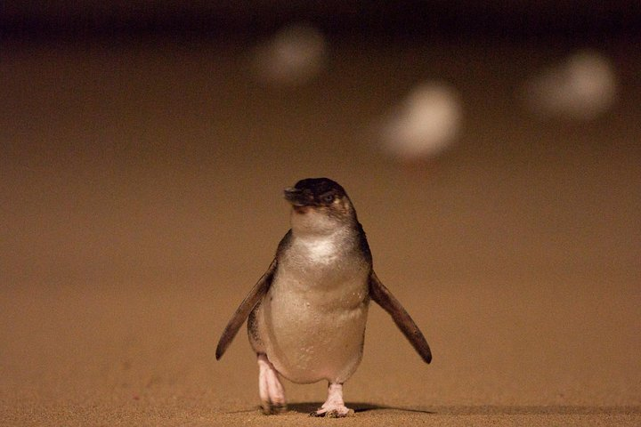 Phillip Island Nature Parks