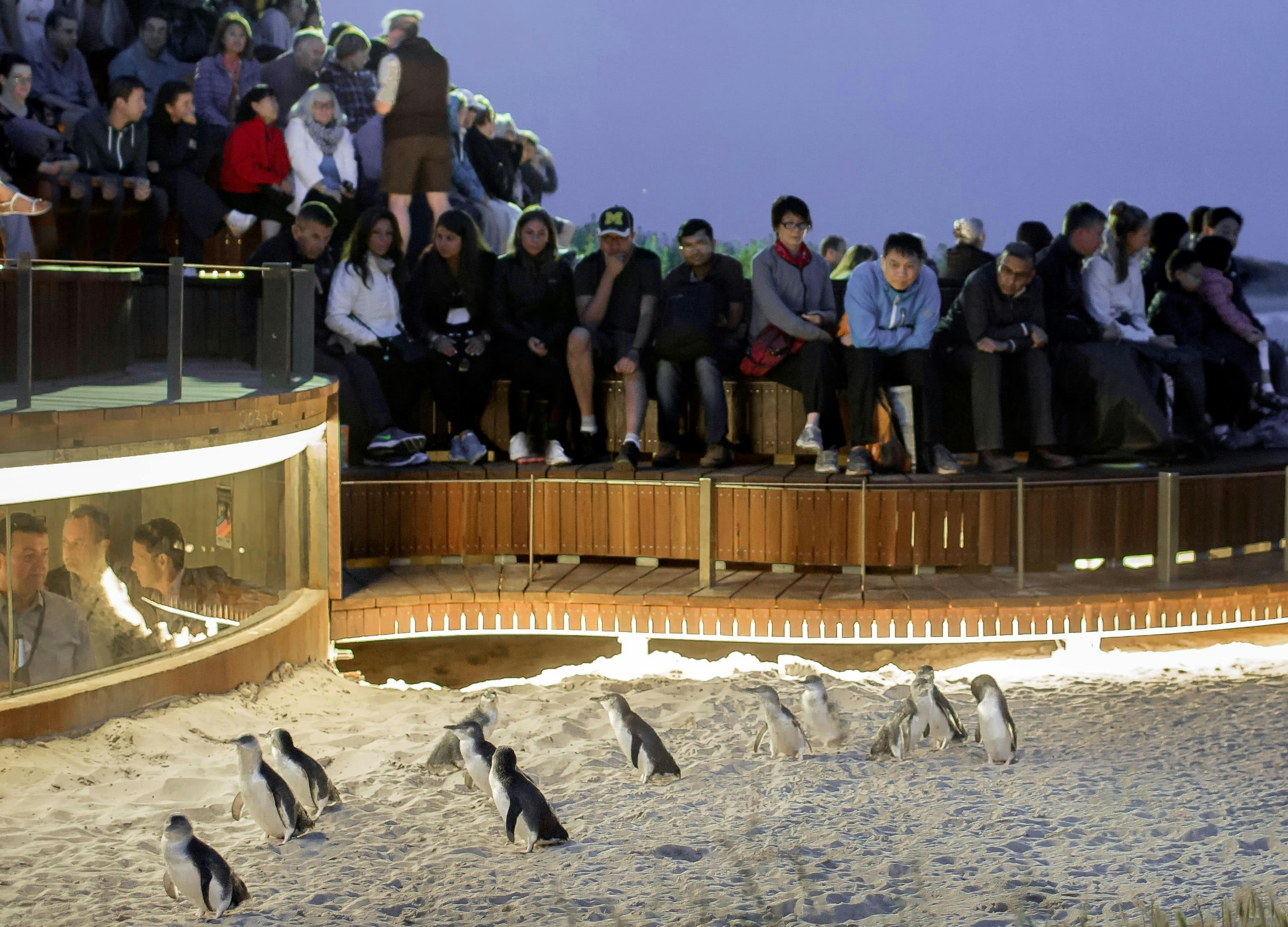 Phillip Island Nature Parks: 3 Park Combo Pass with Penguins Underground Viewing - Photo 1 of 9
