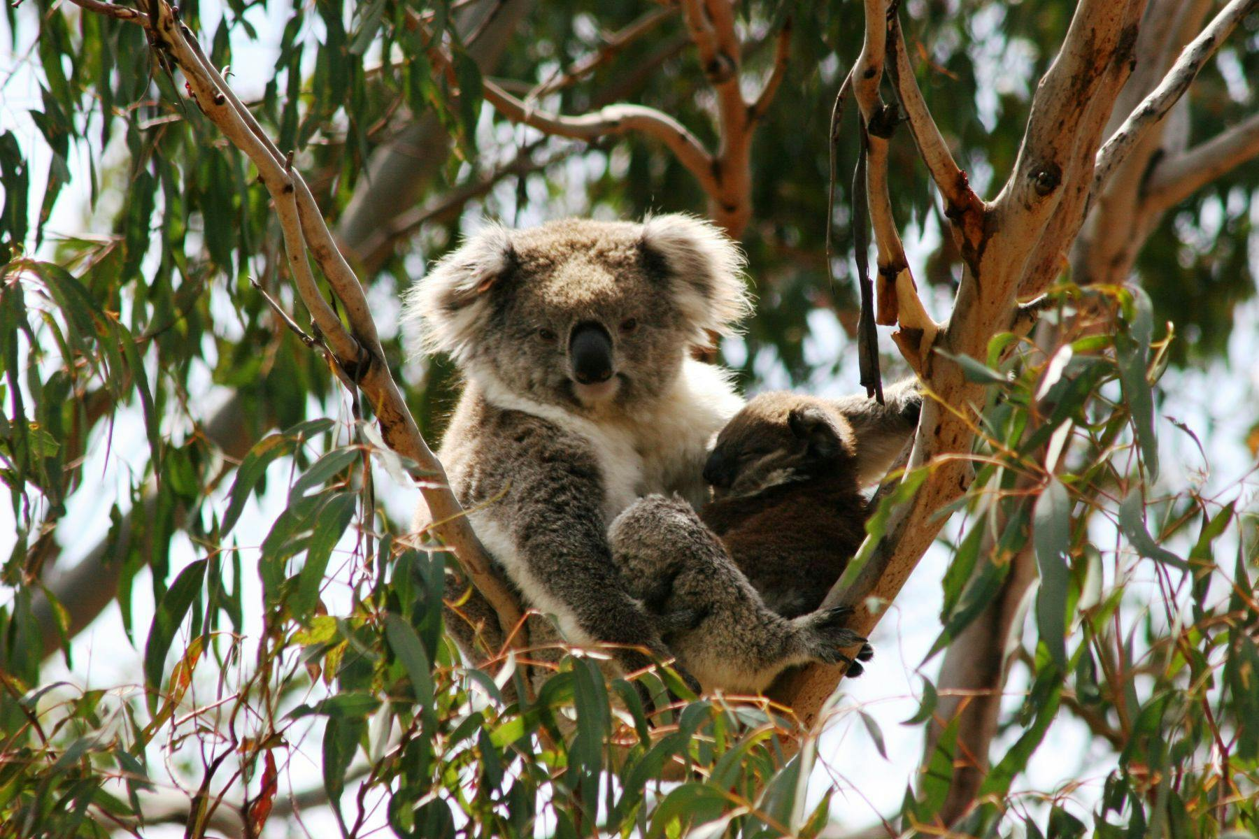 Phillip Island Nature Parks: Koala Conservation Reserve Entry - Photo 1 of 8