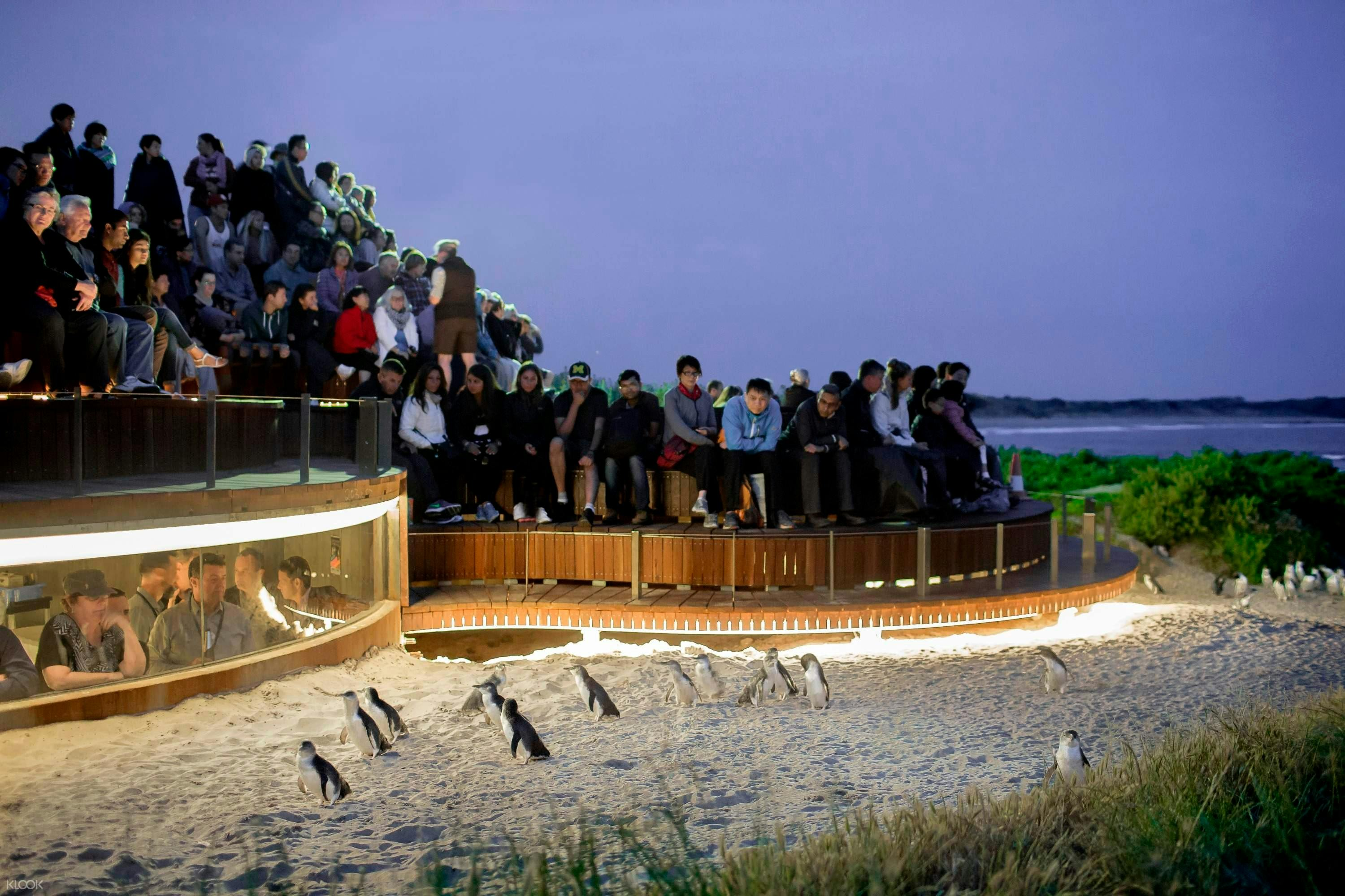 Phillip Island Nature Parks: Penguin Parade Ticket - Photo 1 of 6