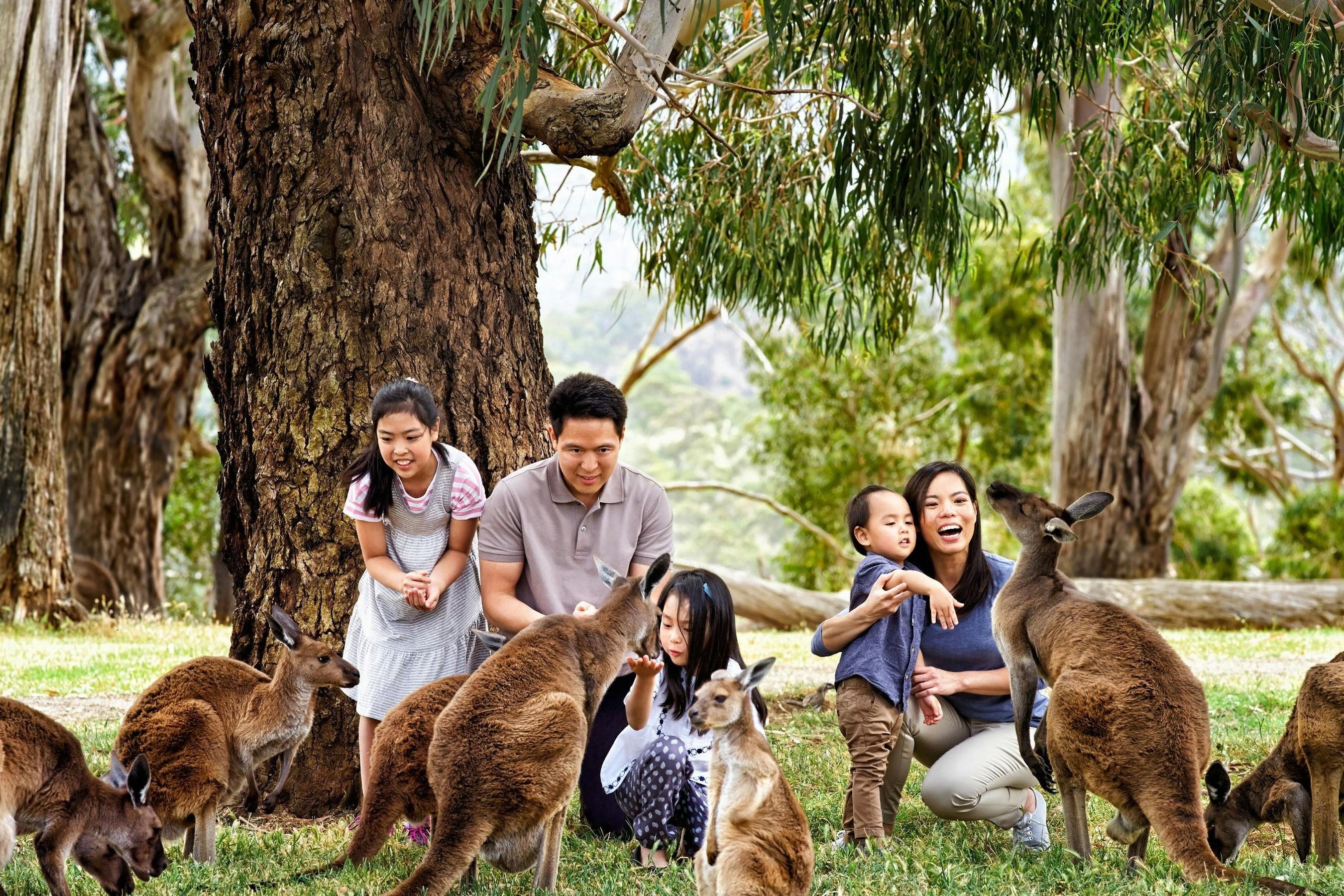 Phillip Island Nature & Penguin Parade: Budget Express Tour - Photo 1 of 10